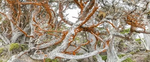 Elegant frenzy of twisted limbs set ablaze with fiery orange lichen