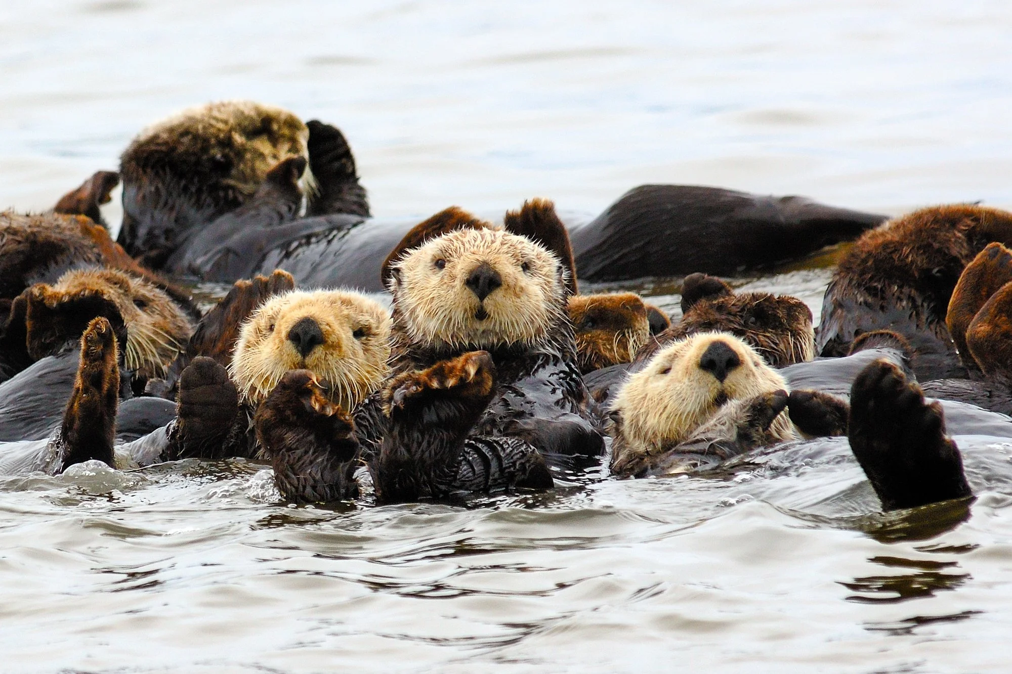 Sea otters raft together in Elkhorn Slough, floating close in calm waters and showcasing playful marine life.