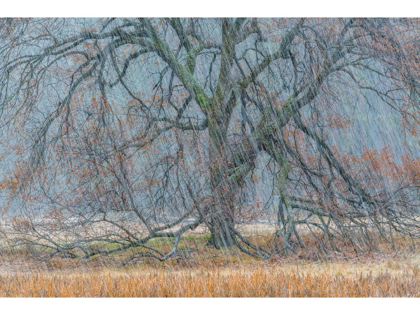 Store_Images_Autumn_Snowstorm_2015_©William_Neill.jpg