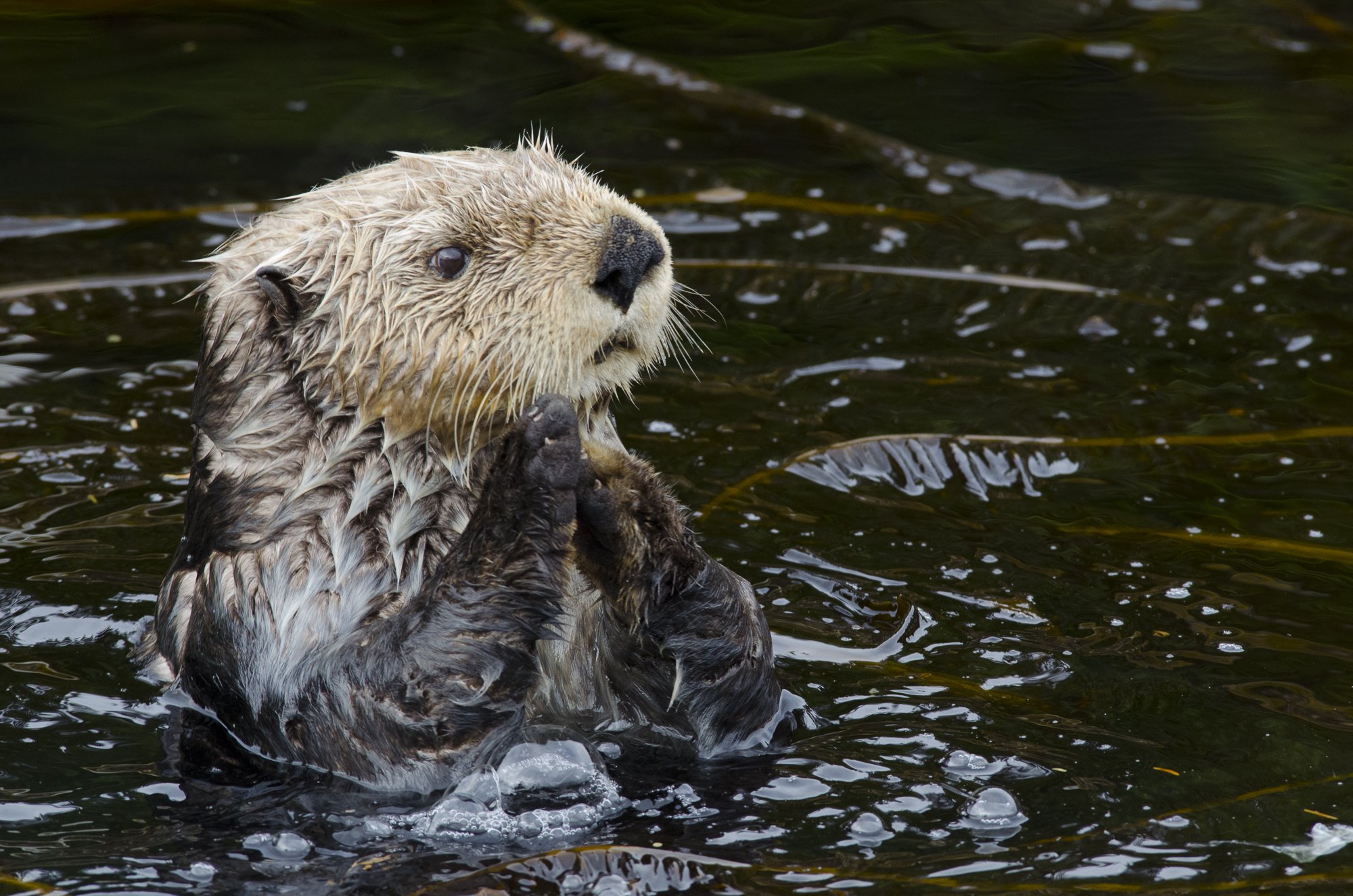 Adorable sea otter with paws together in kelp, Monterey Bay – Jason Bradley fine art wildlife photo