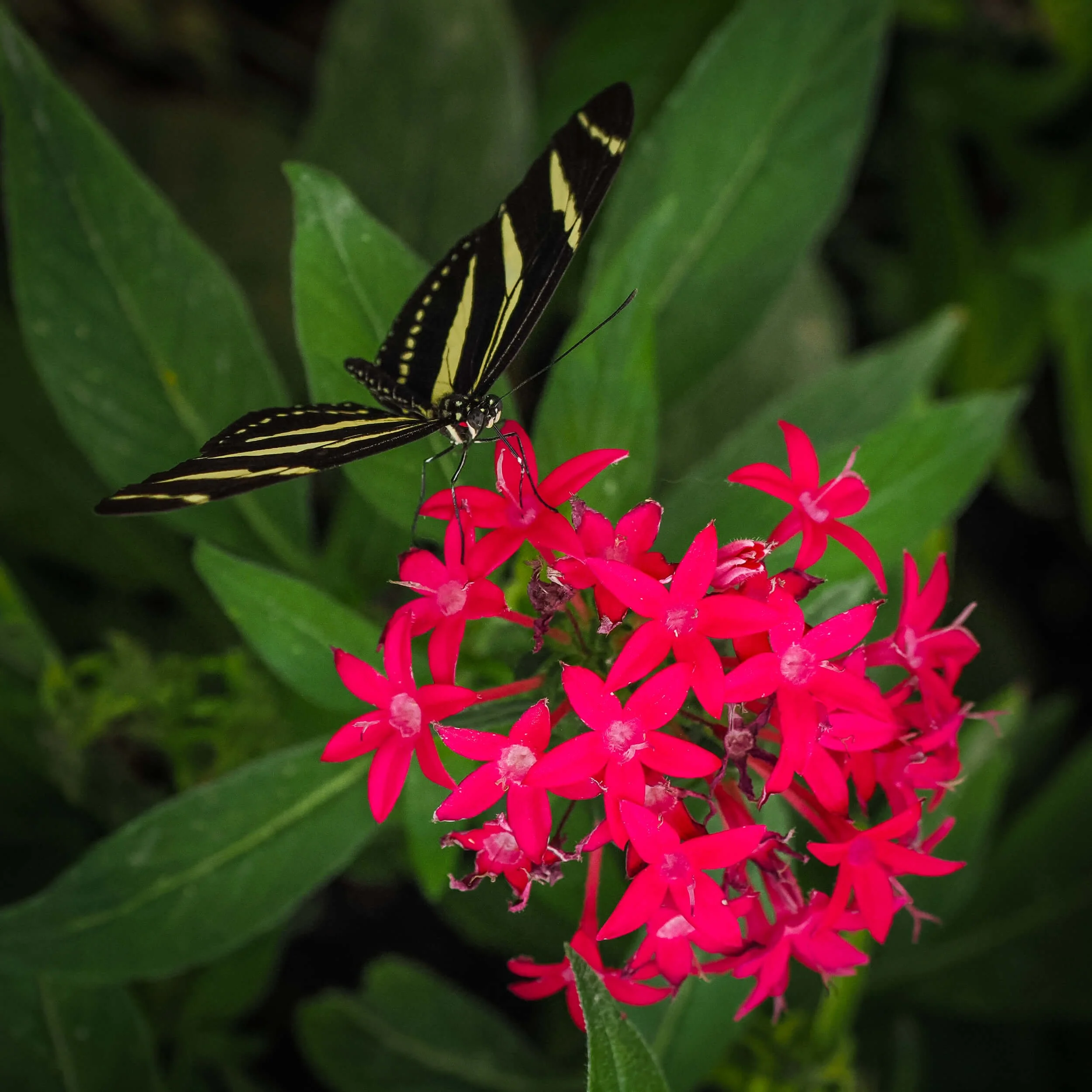 Bright pink flowers against deep green foliage, photographed by Joyscapes Imaging.