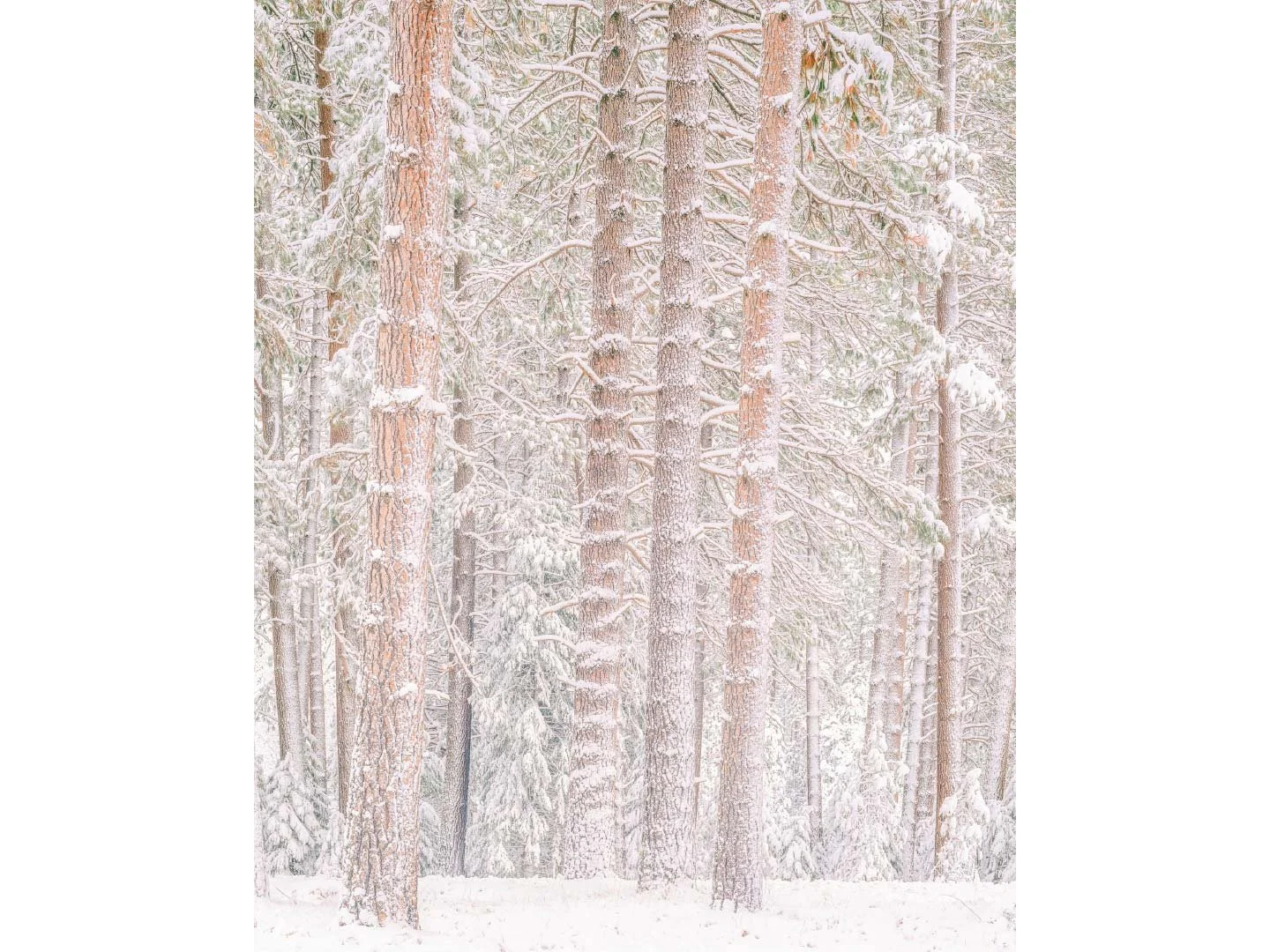 Store_Images_Yellow_Pines_in_snow_1990_©William_Neill.jpg