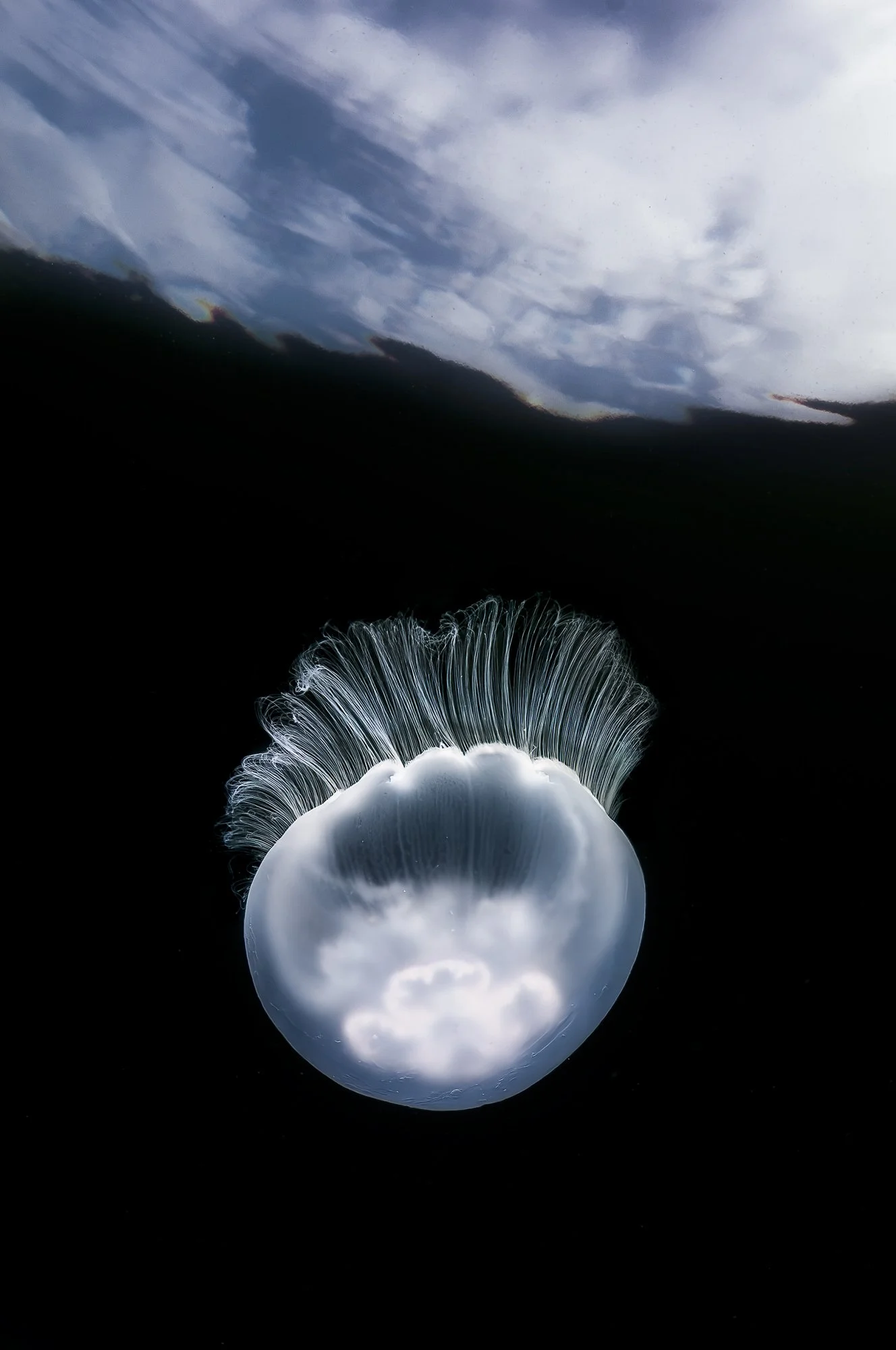 Single moon jelly suspended in dark water beneath the ocean surface in a minimalist underwater photograph.