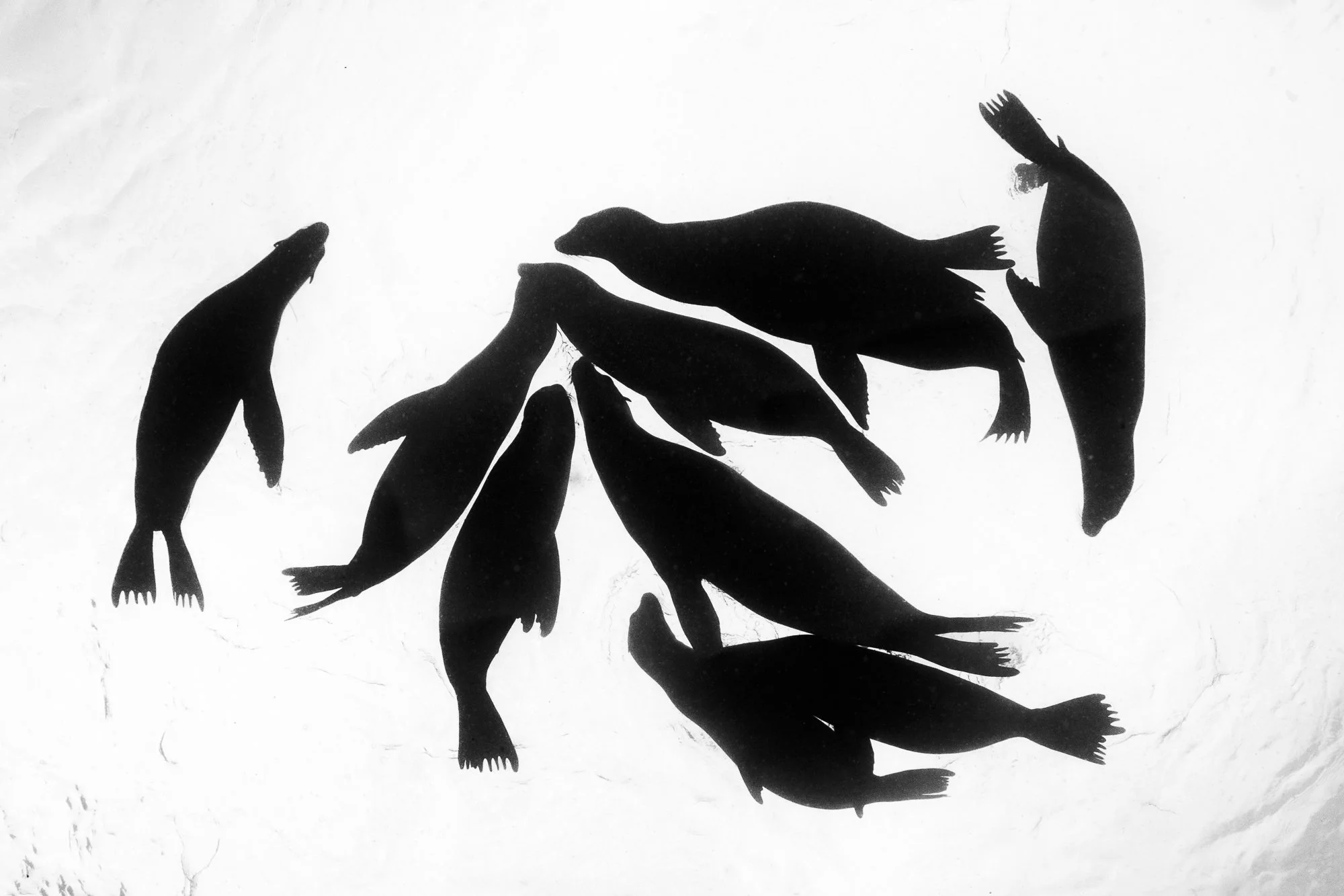 Black-and-white underwater photograph of California sea lions playing near the surface off Catalina Island, California.