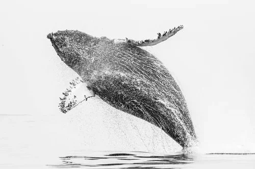 Graceful Breach: Humpback Whale in Monterey