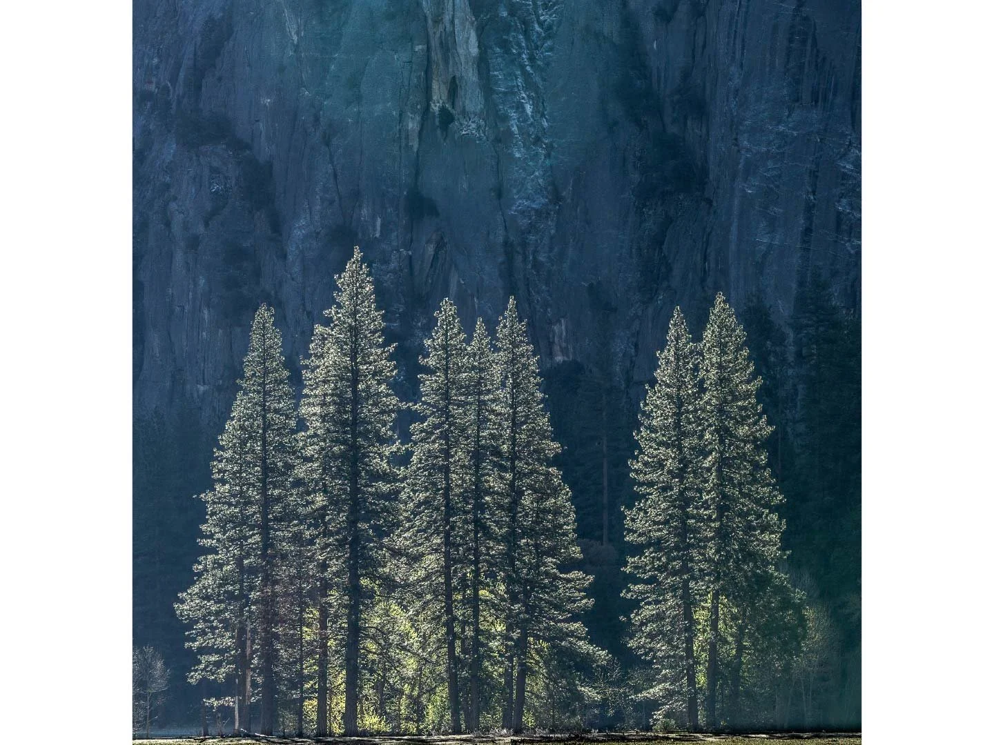 Store_Images_Backlit_Pines_2021_©William_Neill.jpg