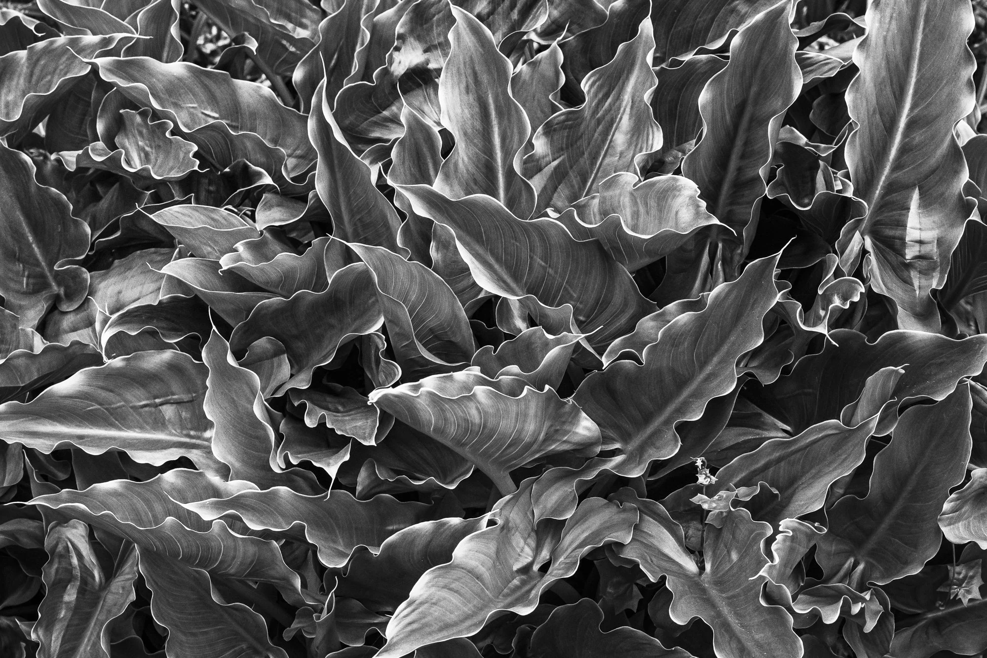 Damien Coin-Perard — Calla Lily Pattern