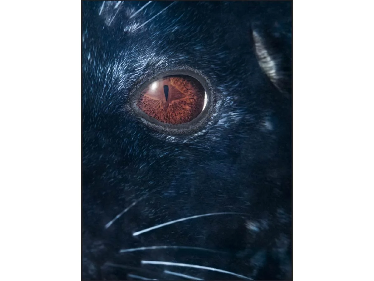 Close-up of a harbor seal's eye in shadowy blue underwater lighting