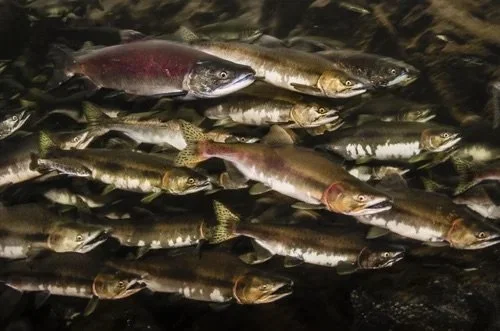 Against the Current: Pink and Chinook Swimming Upstream