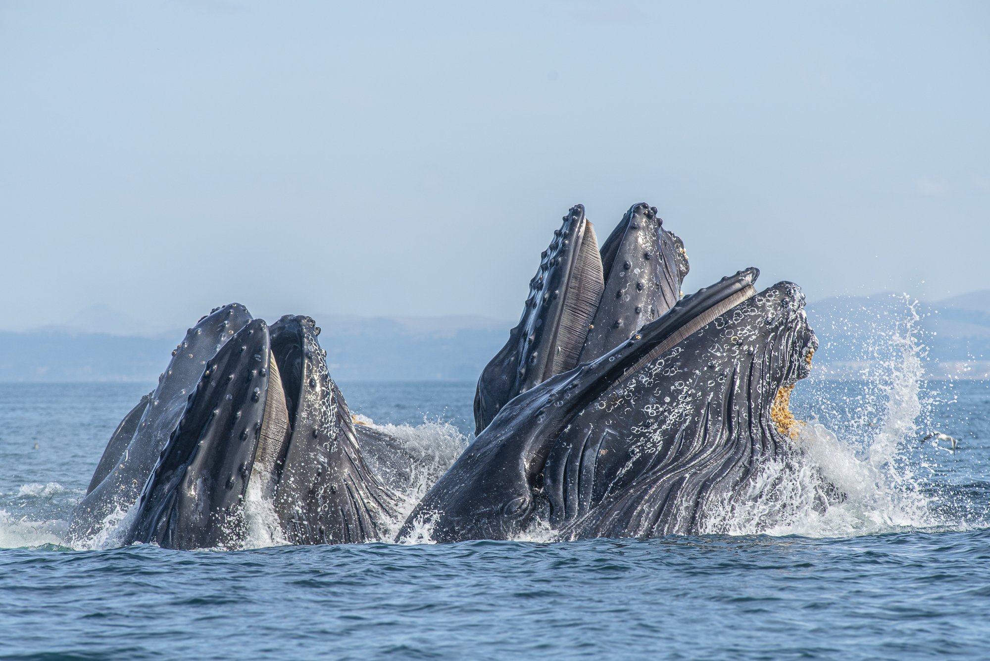 Group of humpback whales erupting from the ocean in unison, Pacific Grove, by Jason Bradley