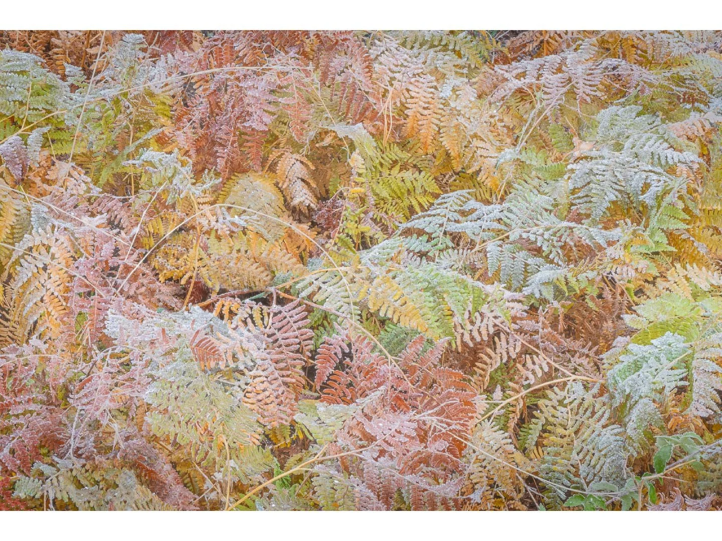 Store_Images_Ferns_Yosemite_Valley_2022_©William_Neill.jpg