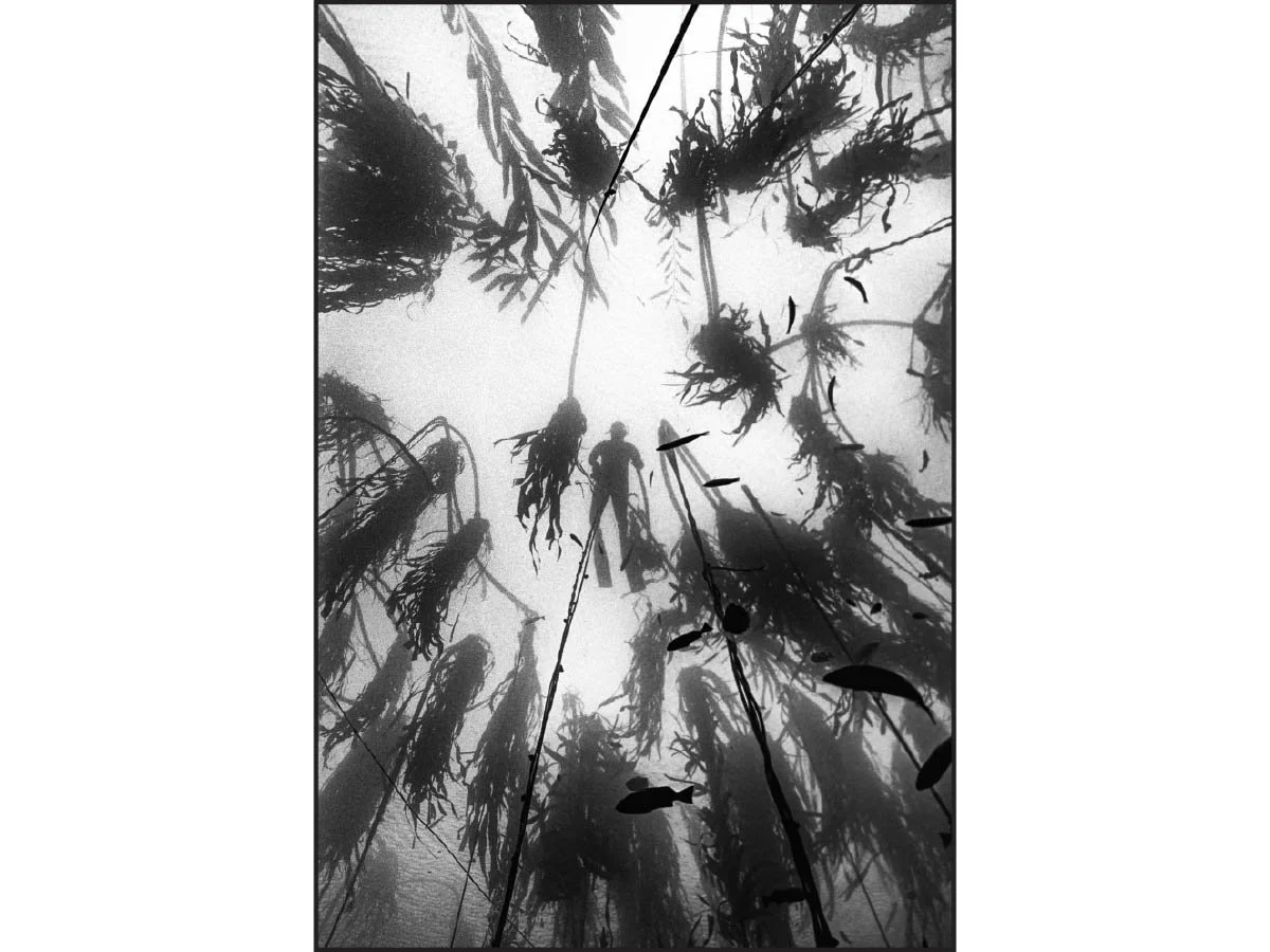 Silhouetted freediver suspended in kelp forest, viewed from below in black and white