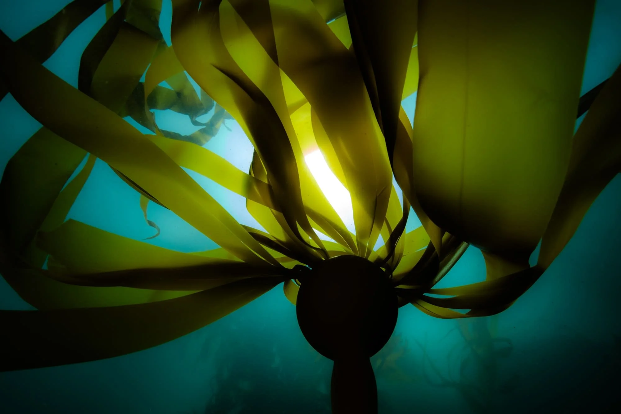Sunlit kelp fronds radiating from a central bulb, viewed underwater against blue light.