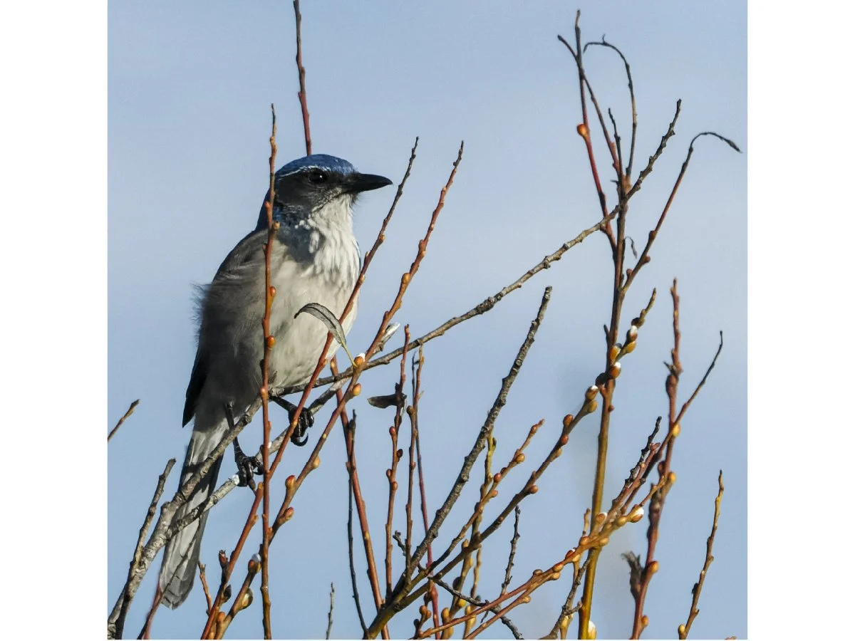 California Scrub Jay