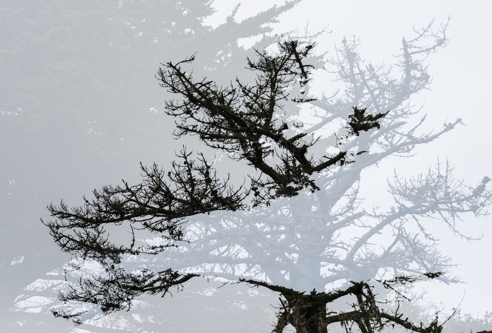 Sriya Lingampalli — Double Exposure