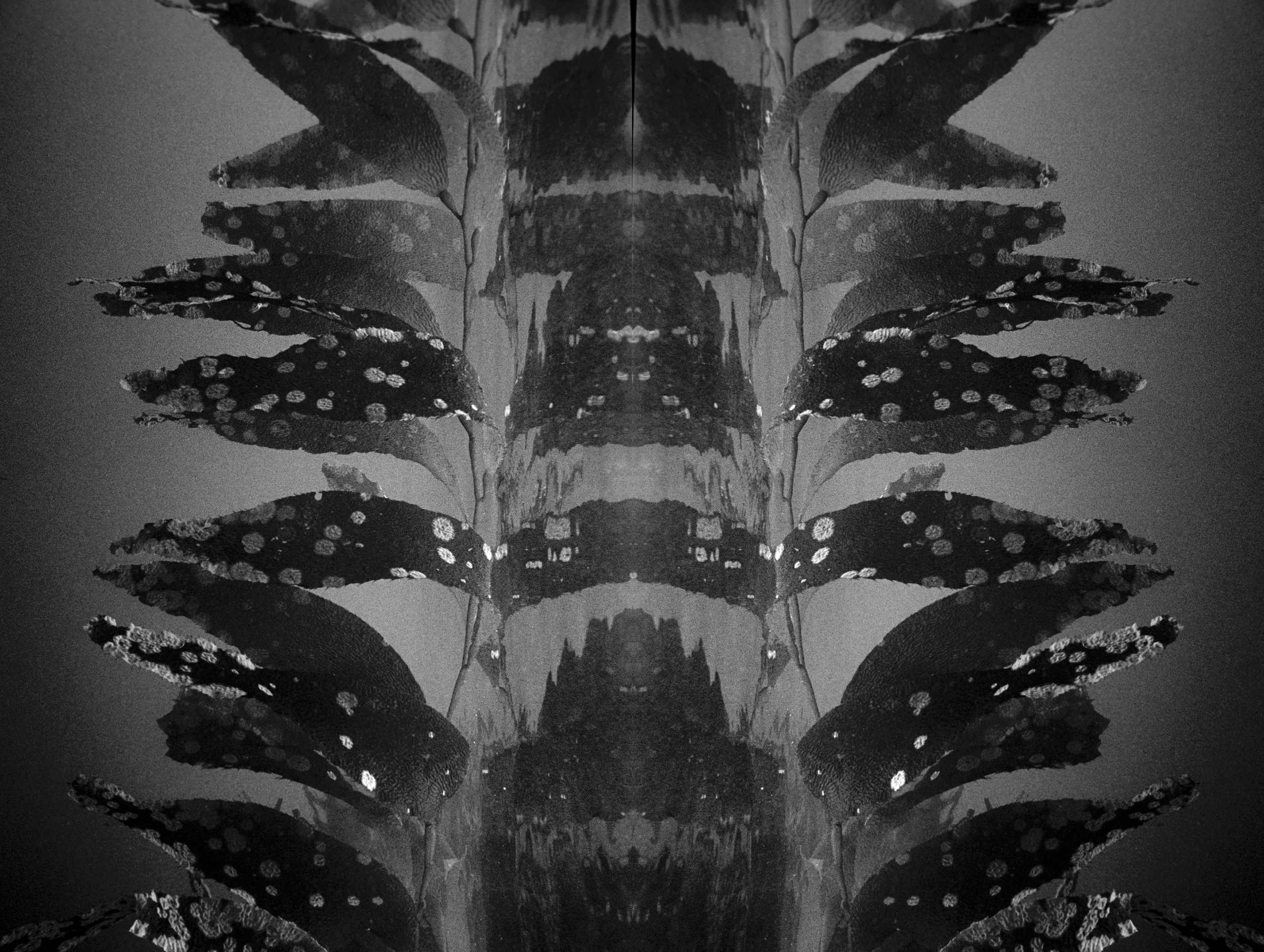 Symmetrical black-and-white kelp fronds with spotted textures, mirrored like wings underwater.