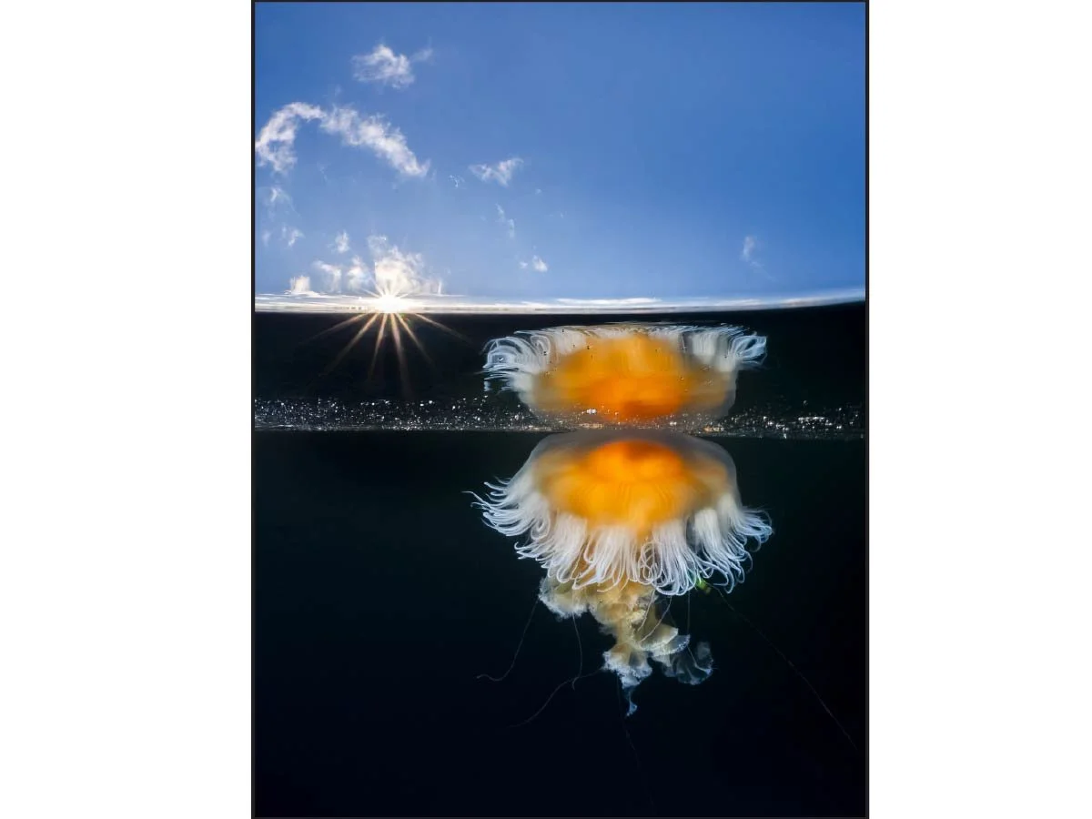Split-shot of a vivid orange jellyfish below water with sunset sky reflecting above the surface