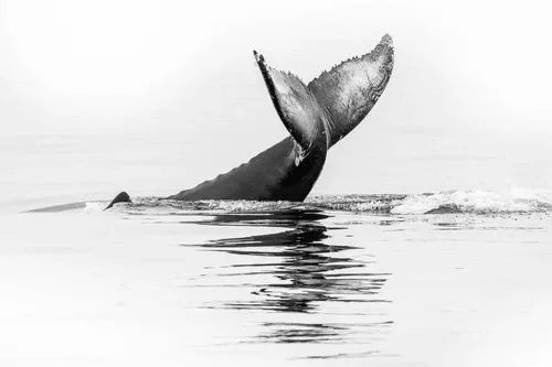 Dynamic Energy: Humpback Whale Tail Slap