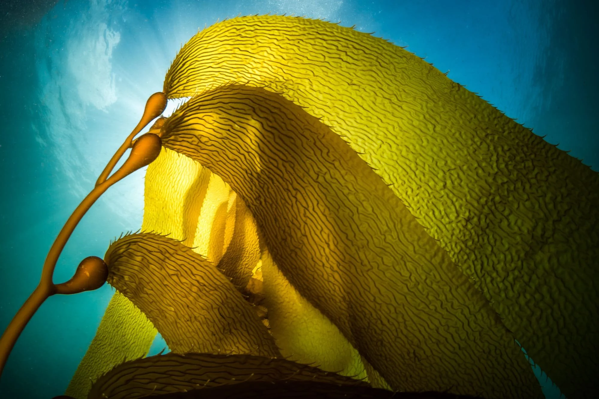 Golden kelp blades glowing underwater as sunlight filters through the blue sea.