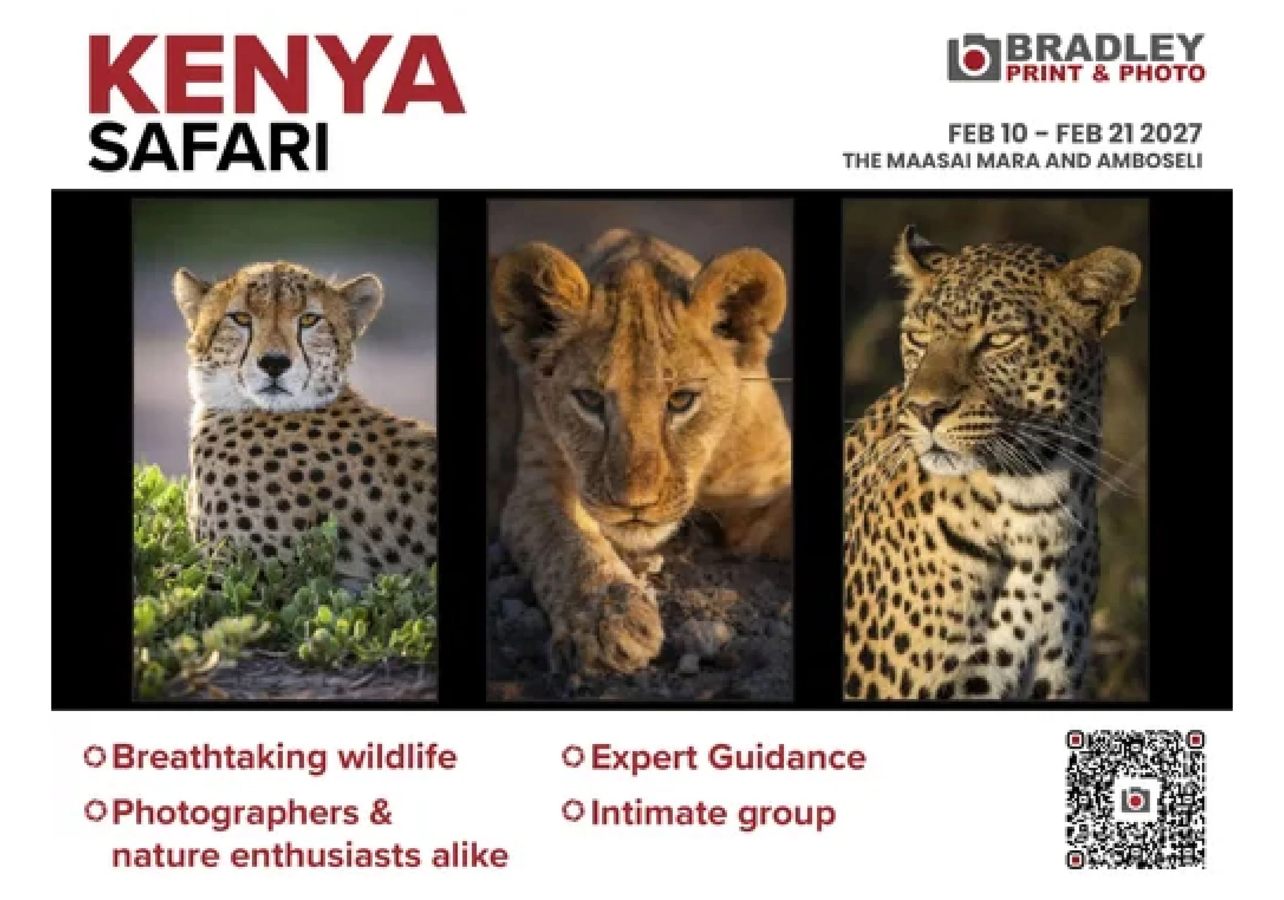 Kenya photography safari featuring cheetah, lion, and leopard in Africa.
