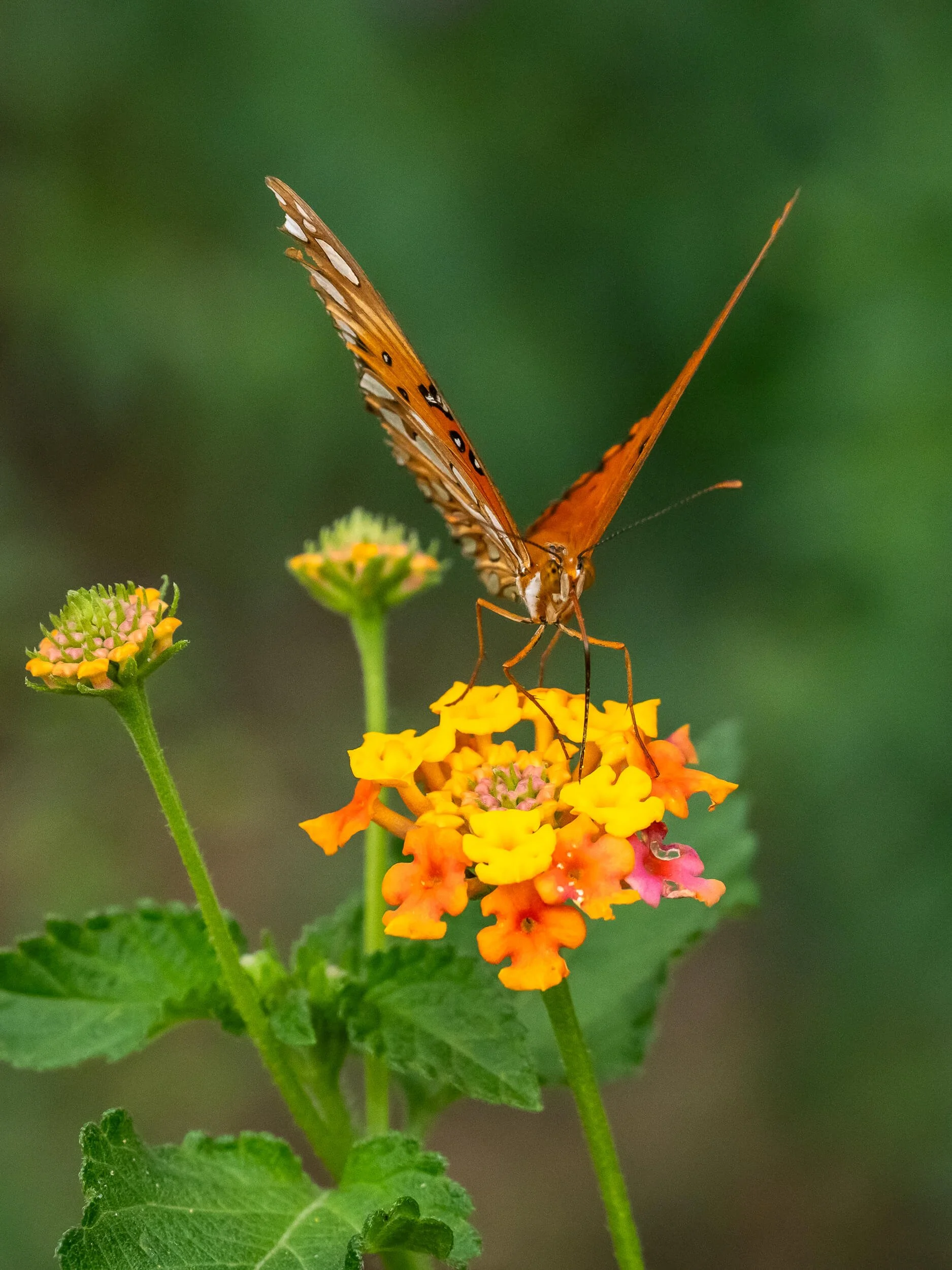 Orange flower with a small insect approaching in flight.