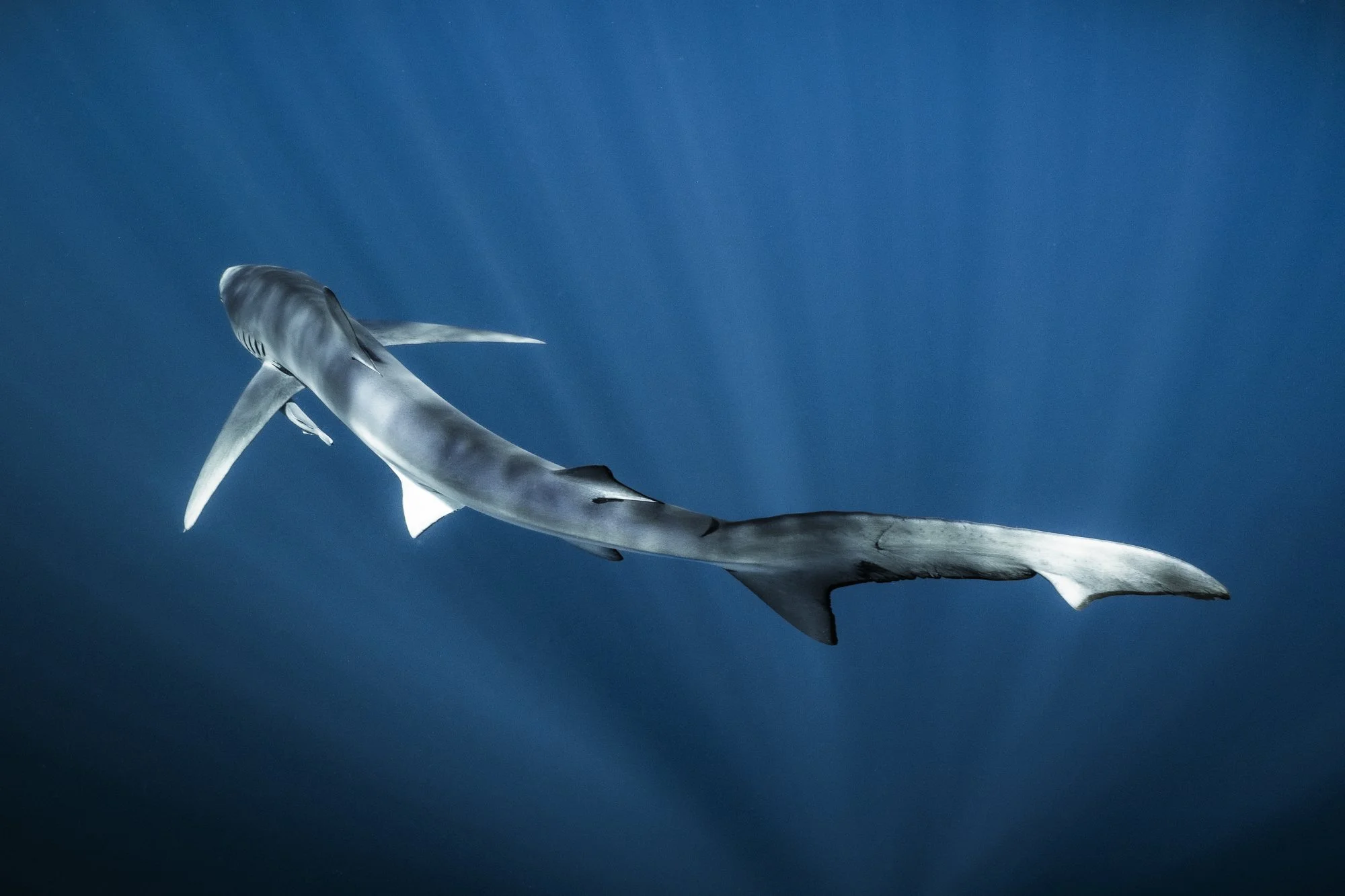 Blue shark swimming through sunlit blue water along the Pacific coast of California.