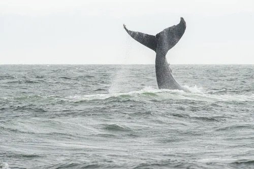 Humpback whale tail emerging from the ocean with water spraying, captured in mid-motion against open sea.