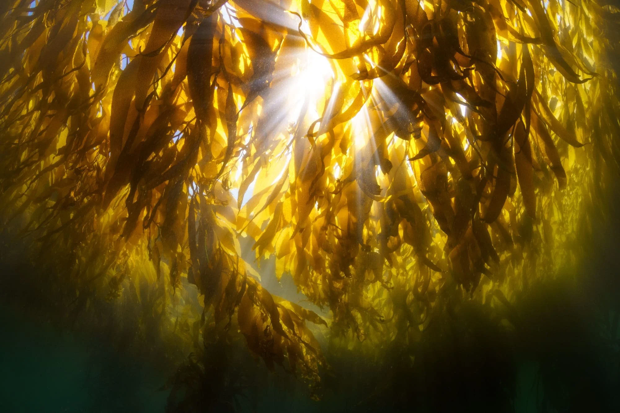 Sunlight filtering through golden kelp canopy underwater.