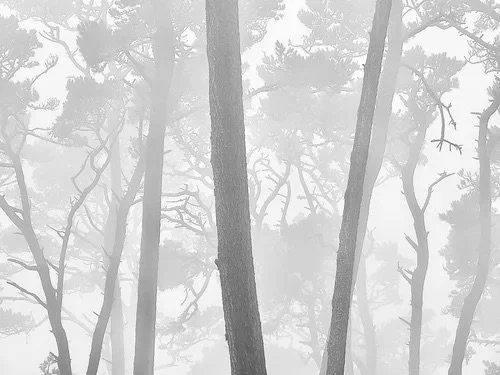 Ghosts of Skyline: Cypress Trees in Morning Fog