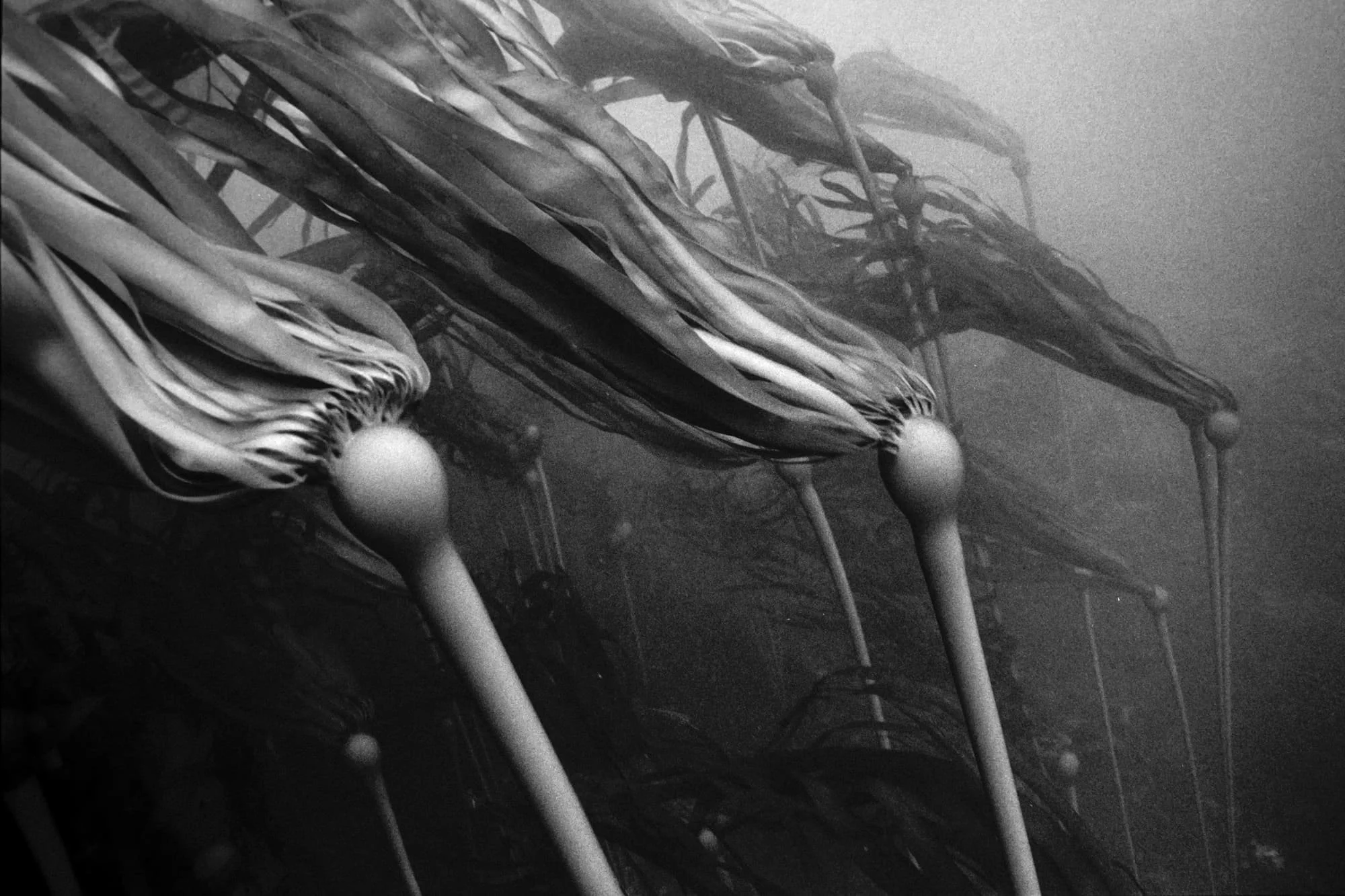 Elongated kelp stipes and bulbous floats drift in dark, misty underwater currents.