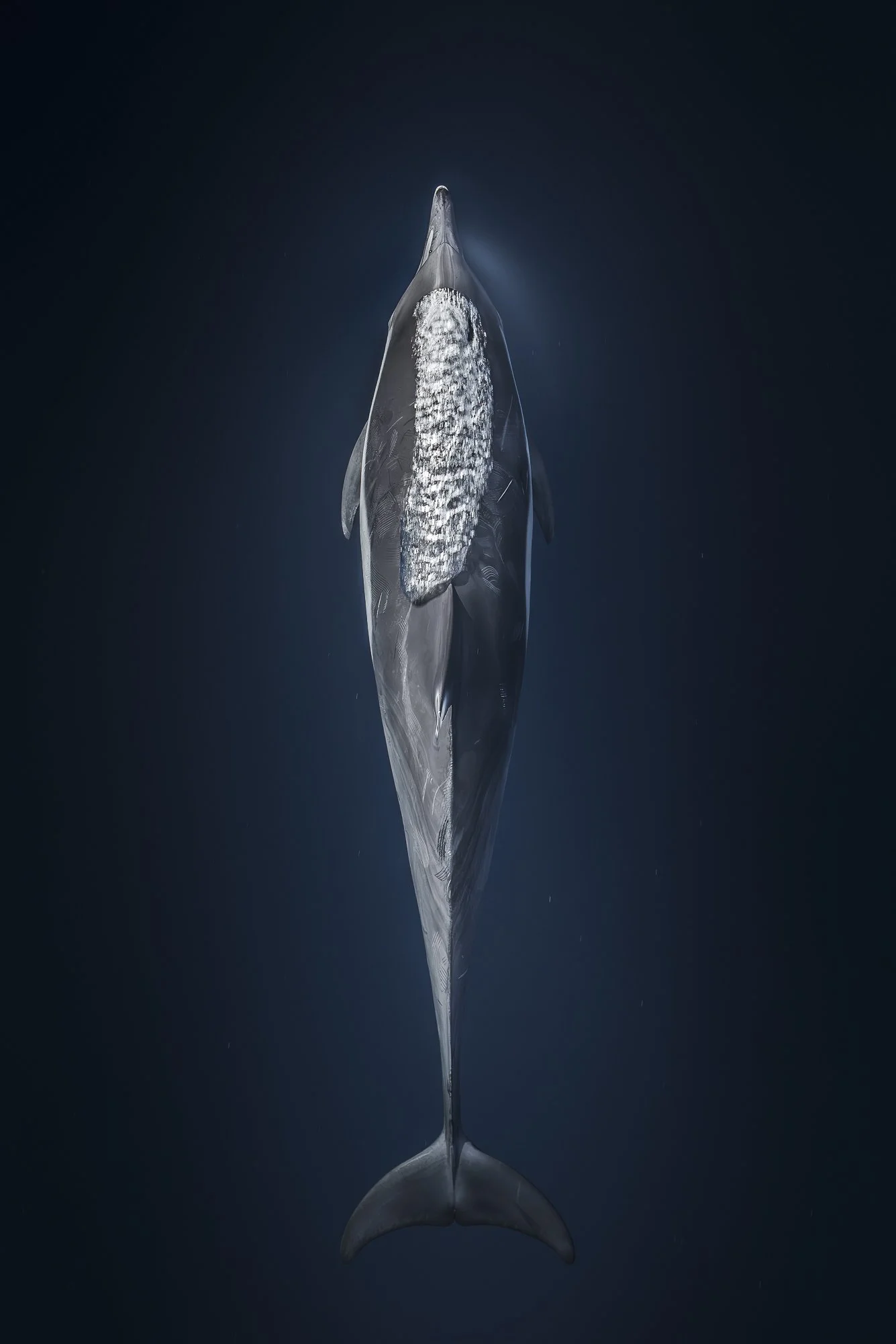 Overhead view of a common dolphin approaching the surface moments after exhaling in dark blue water.