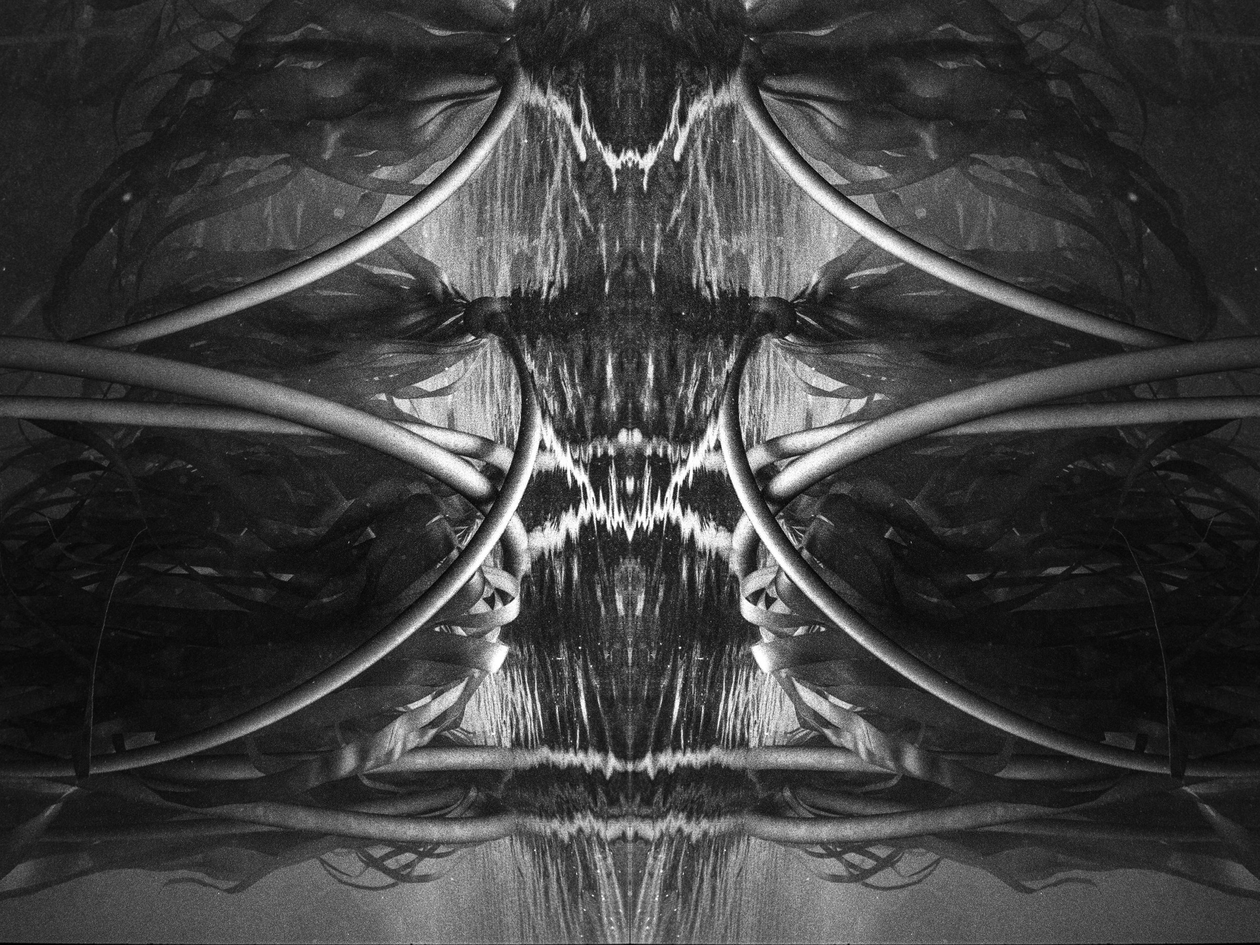 Symmetrical black-and-white kelp reflection forming abstract underwater patterns.