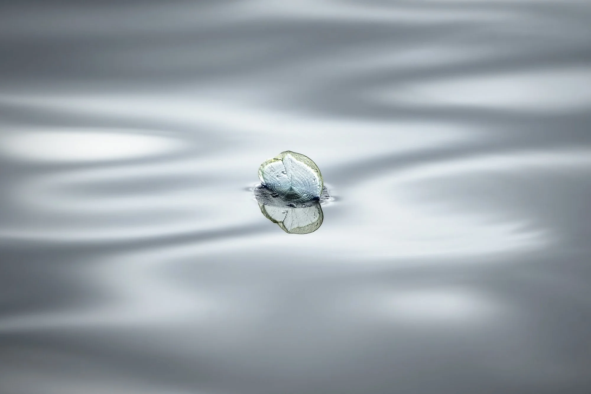 Fine art photograph of a single Velella velela drifting on calm waters in Monterey Bay, California.