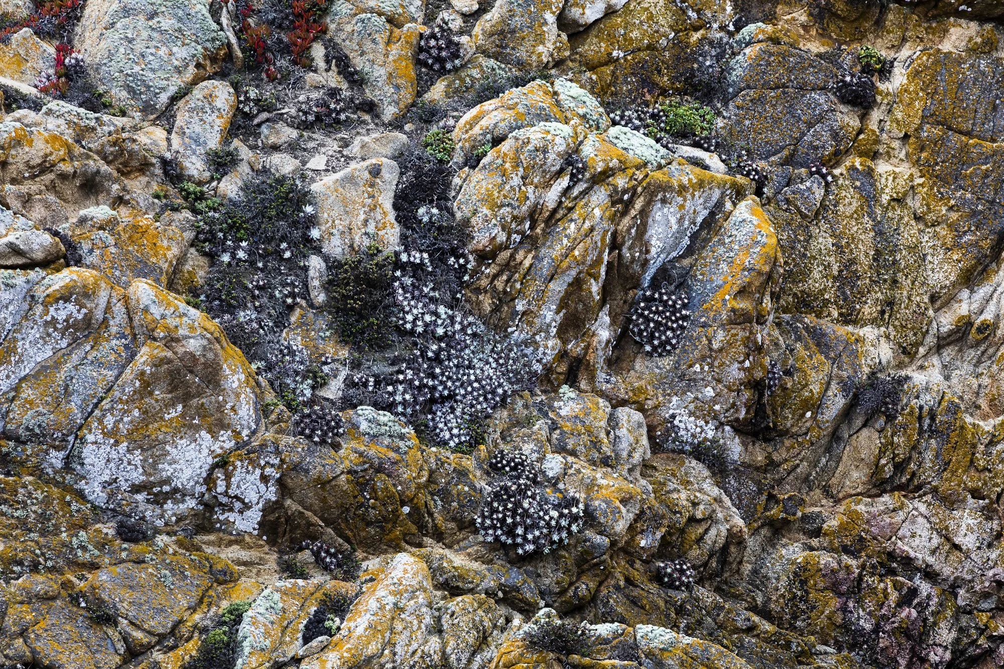 Nicolas Bonnier — Sectioned