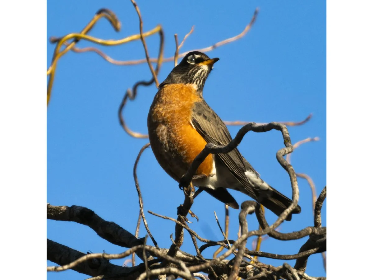 Vermilion Flycatcher.jpg