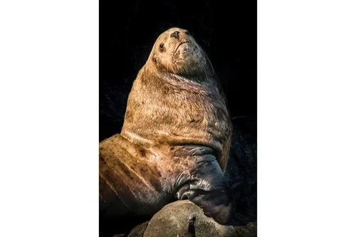 Close-up portrait of a dominant male sea lion resting on rocks, exuding strength and ocean royalty