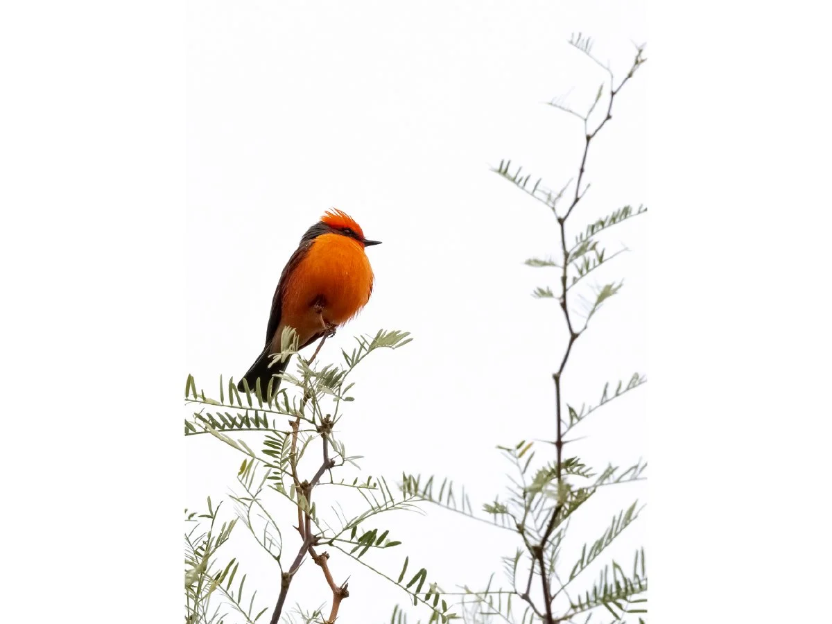 American Robin