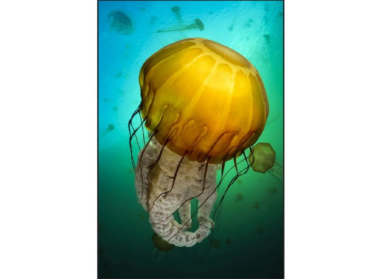 Close-up of a vivid orange sea nettle jellyfish floating in turquoise ocean waters.