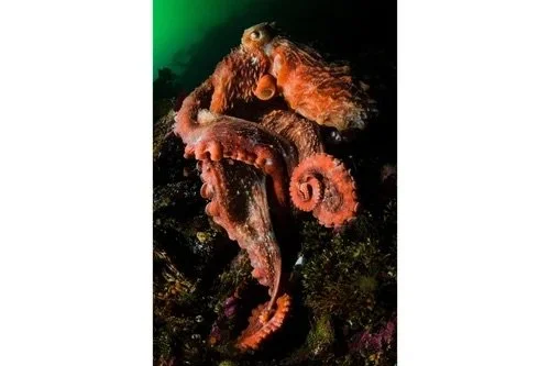Coil and Composure: Giant Pacific Octopus