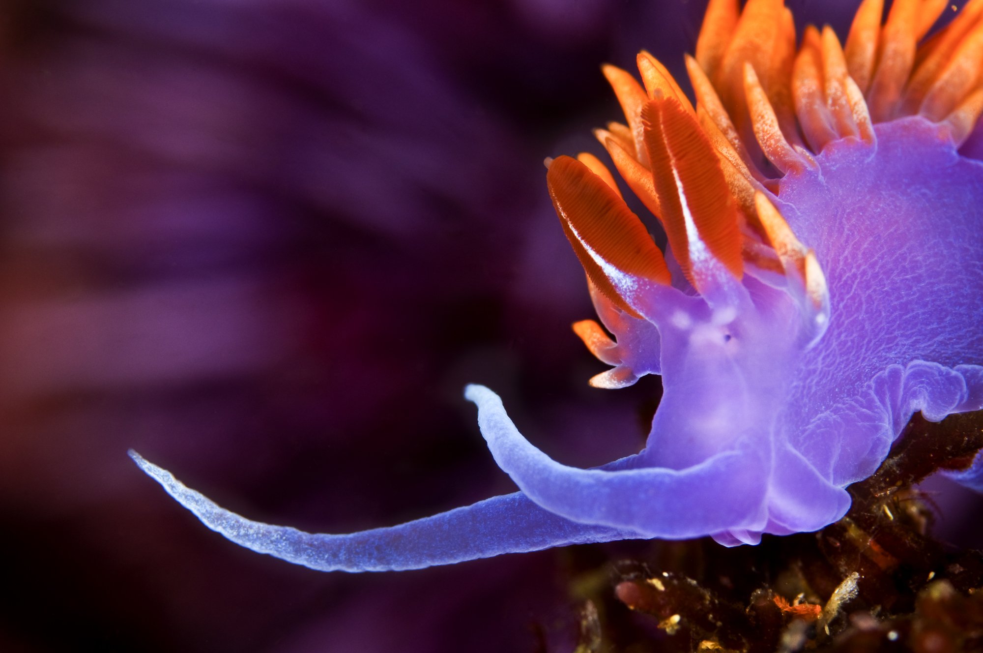 Close-up of vibrant Spanish Sprawl nudibranch with glowing purple body and orange cerata, by Jason Bradley.