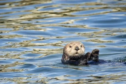 Pawsitive Vibrations: Sea Otter in Elkhorn Slough