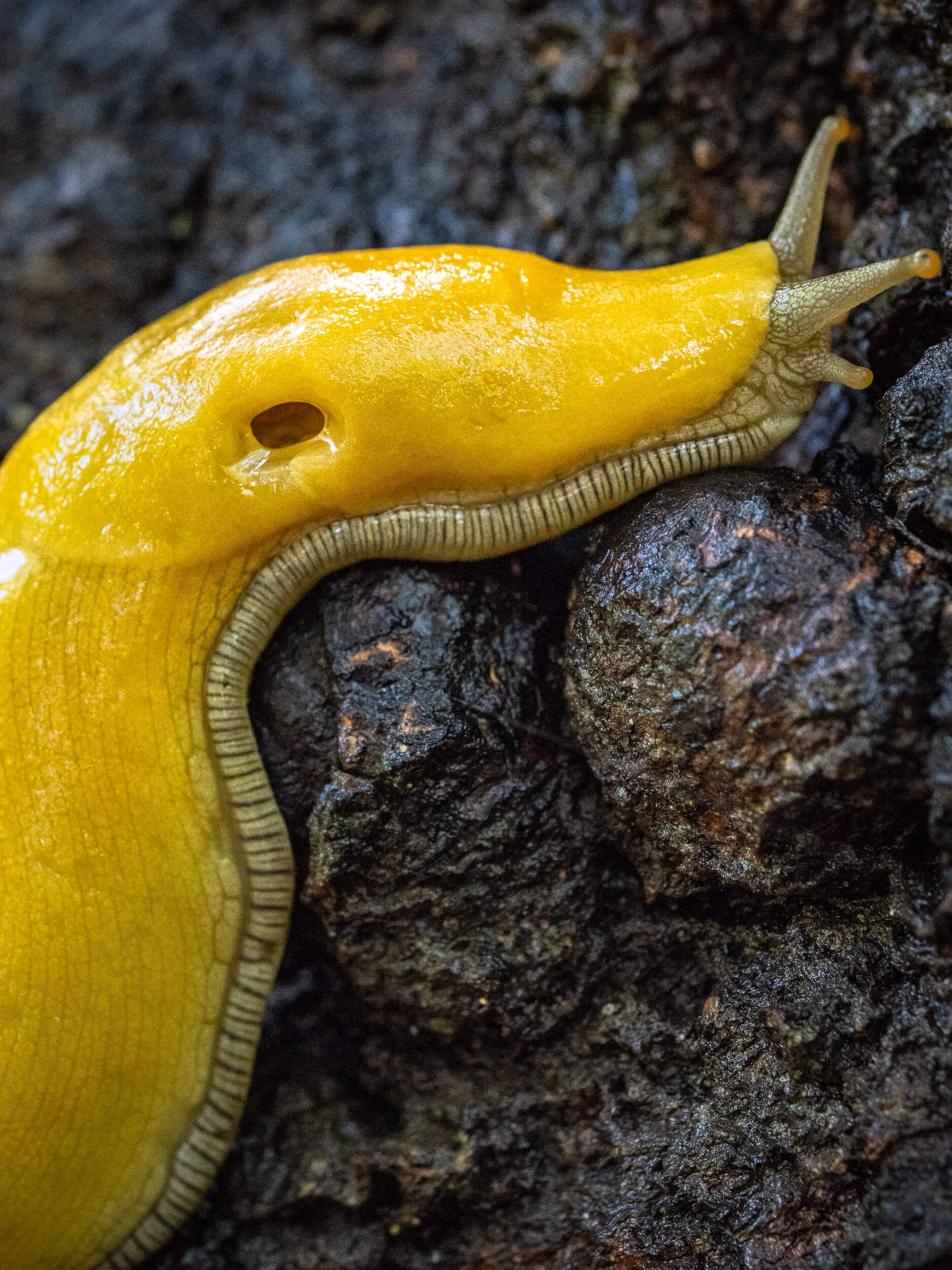 Yellow banana slug named Sammy moving through Pogonip after heavy rain.