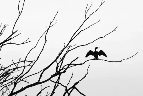 Silhouette of bird with wings outstretched on bare tree branches against a bright sky, by Jason Bradley.