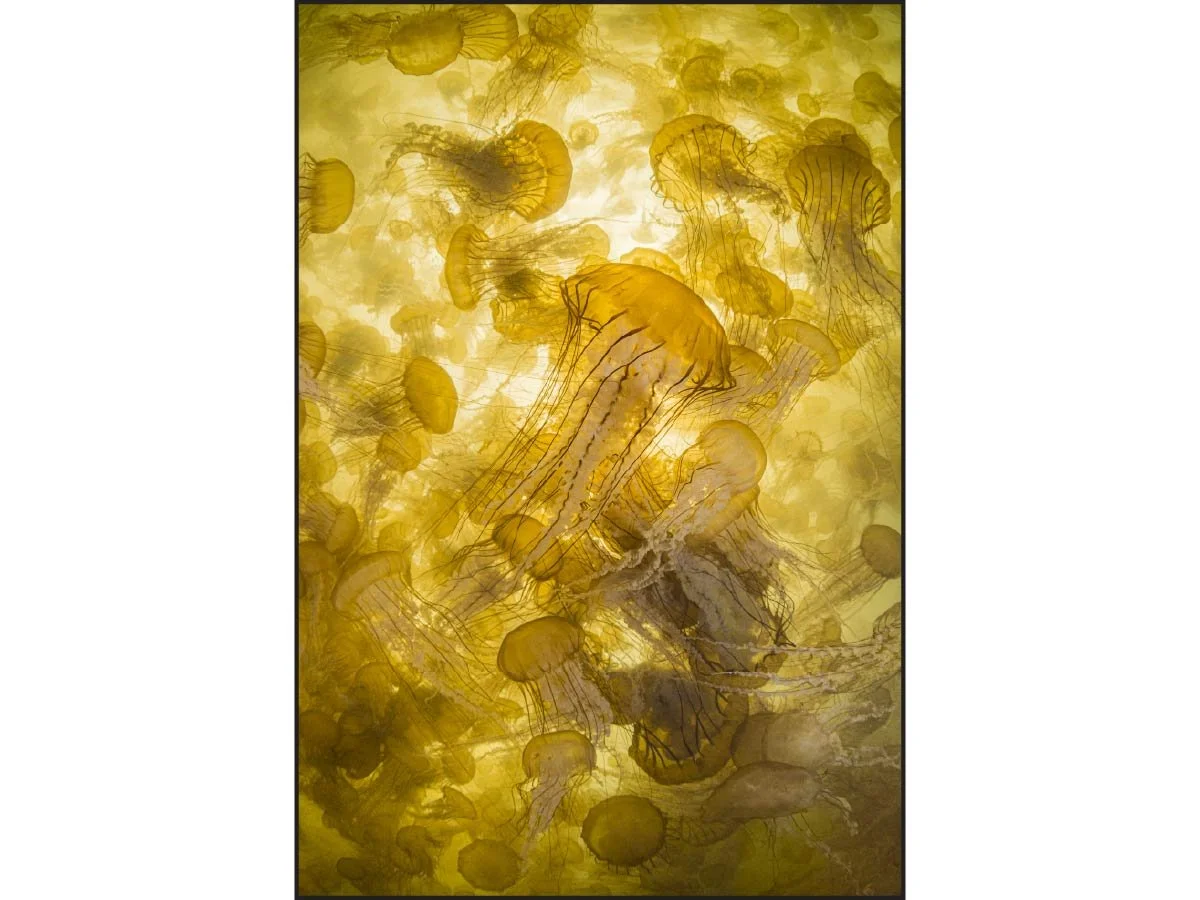 Golden sea nettles clustered in a dense jellyfish swarm, glowing in green-gold light