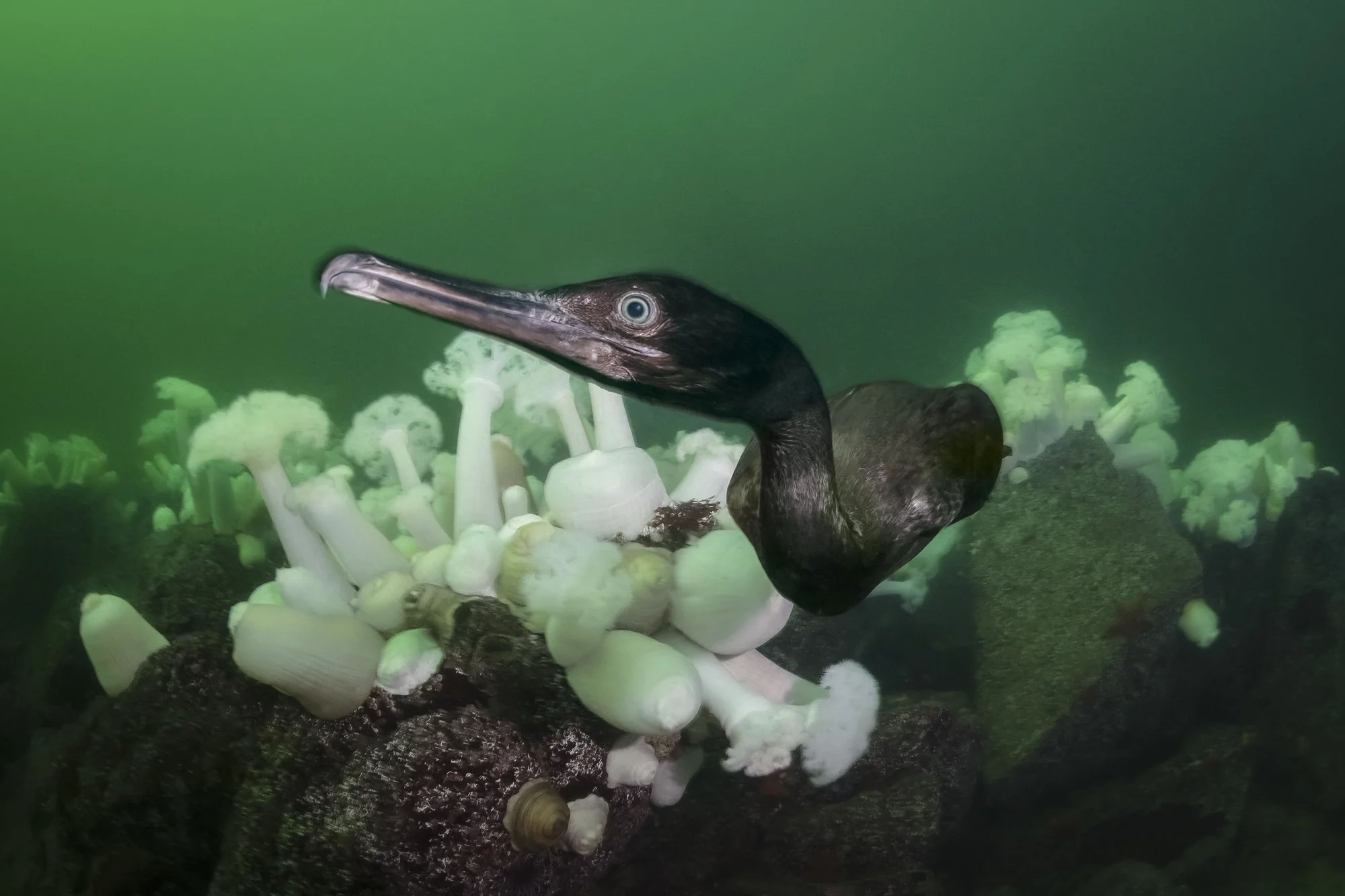 Underwater scene of a cormorant swimming above white matridium anemones.