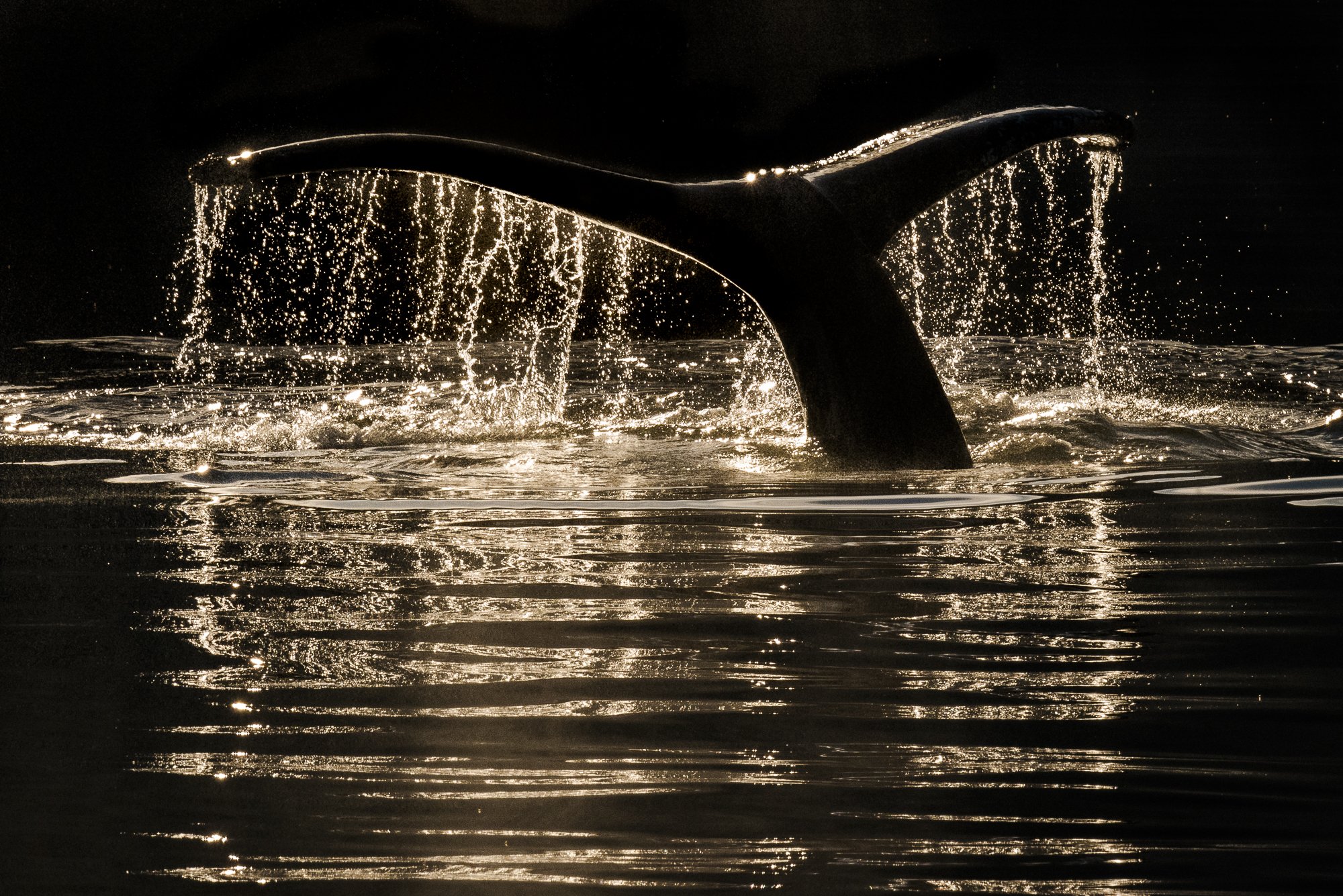 Humpback whale tail fluke dripping water at golden hour in ocean silhouette