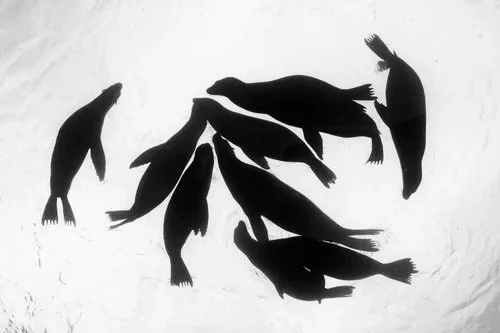 Playful Pinnipeds 2: Sea Lion Silhouette