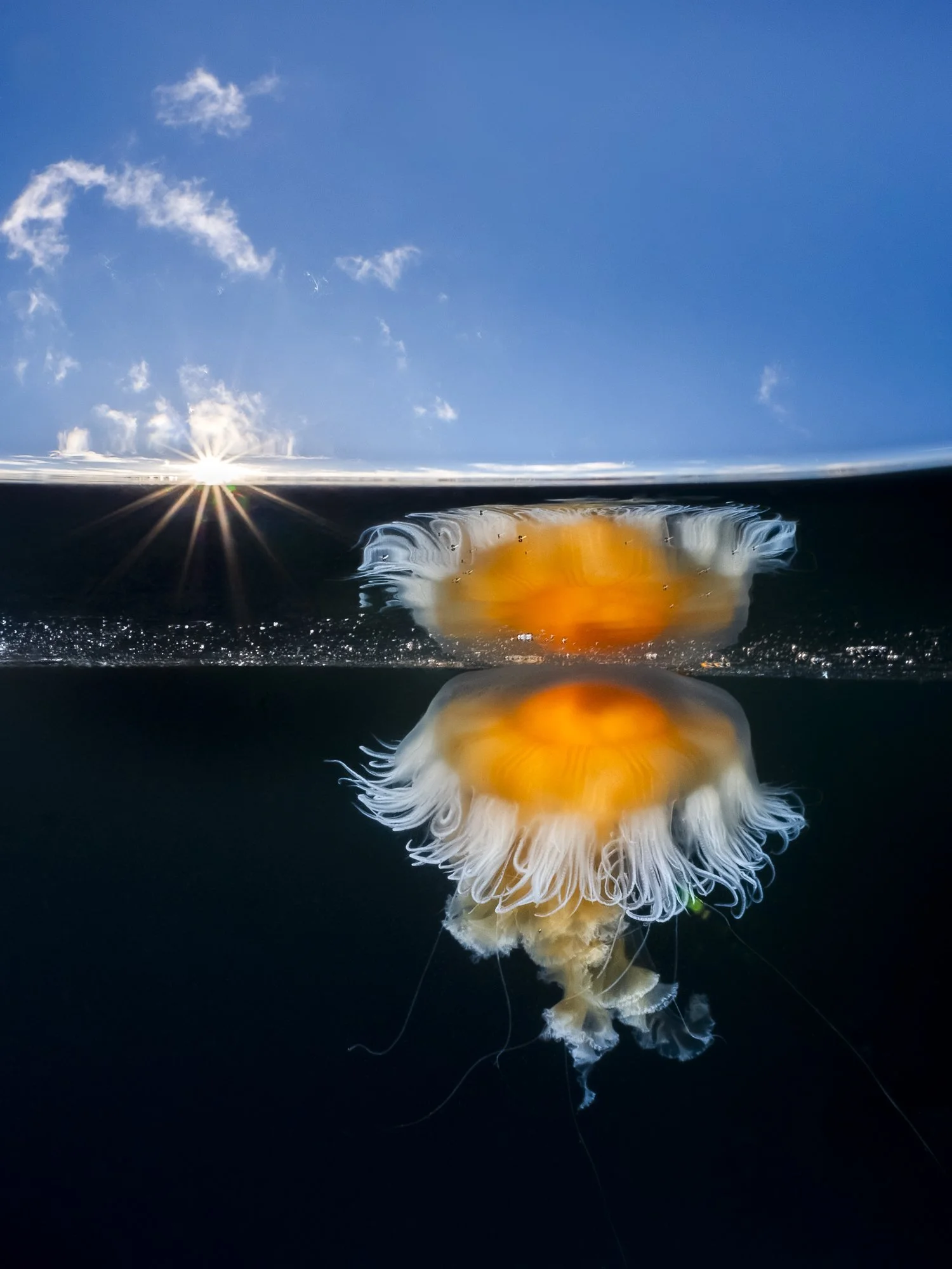 Sunset Jelly Reflection