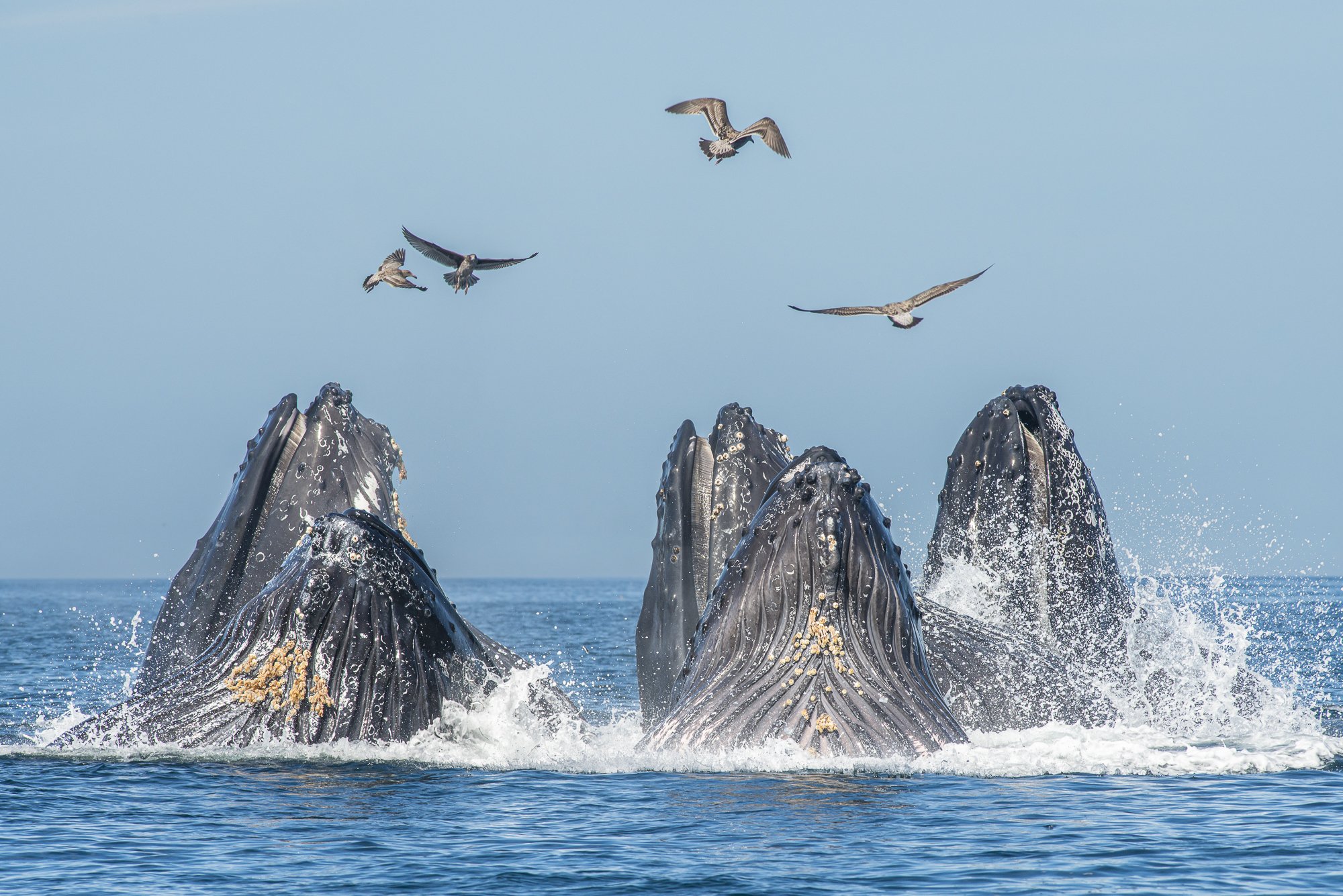 Humpback whales lunge-feeding with seabirds overhead, ocean wildlife fine art print by Jason Bradley