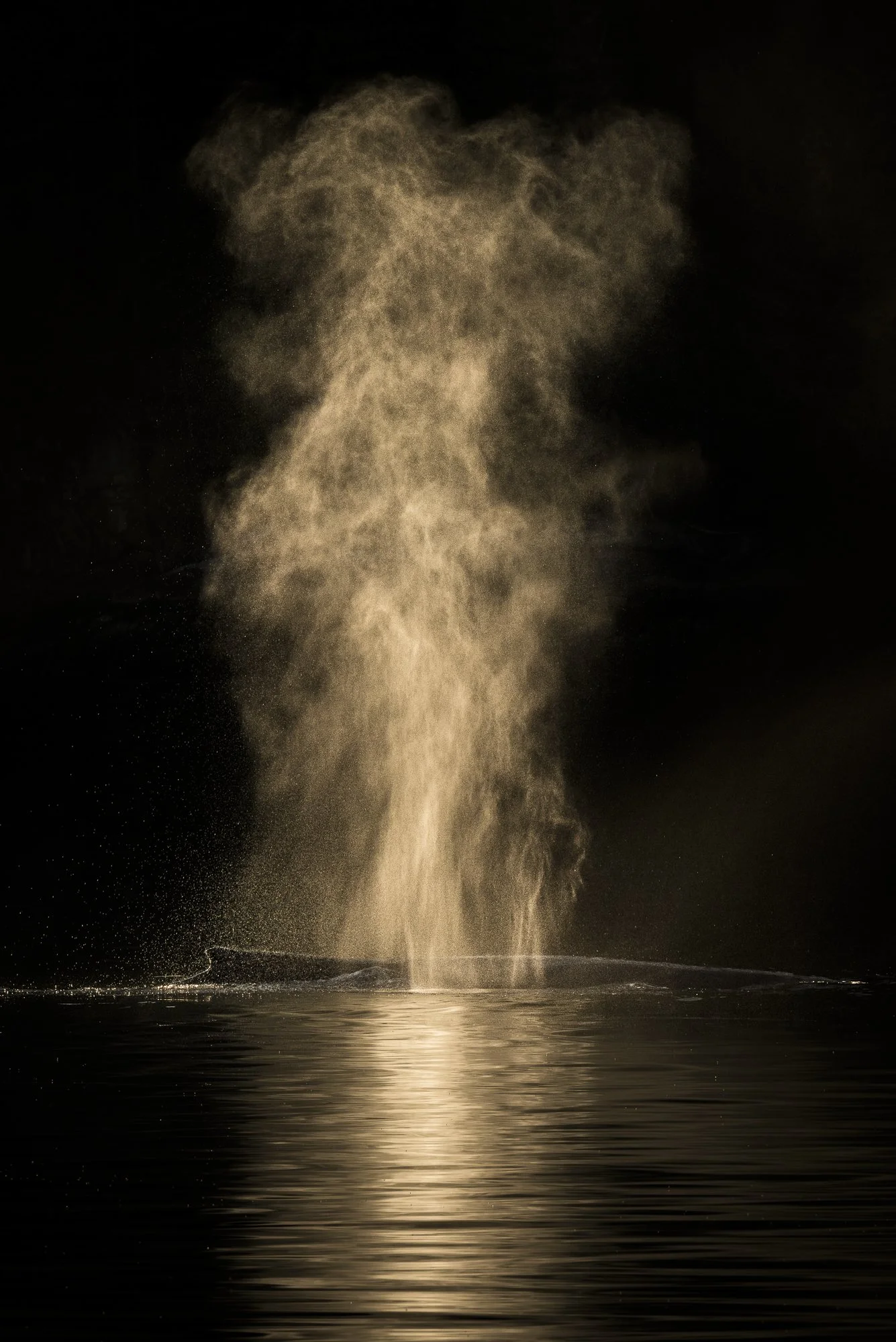 Golden mist illuminated by sunlight rises from the exhalation of a humpback whale above calm water.